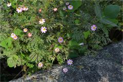 Cosmos caudatus